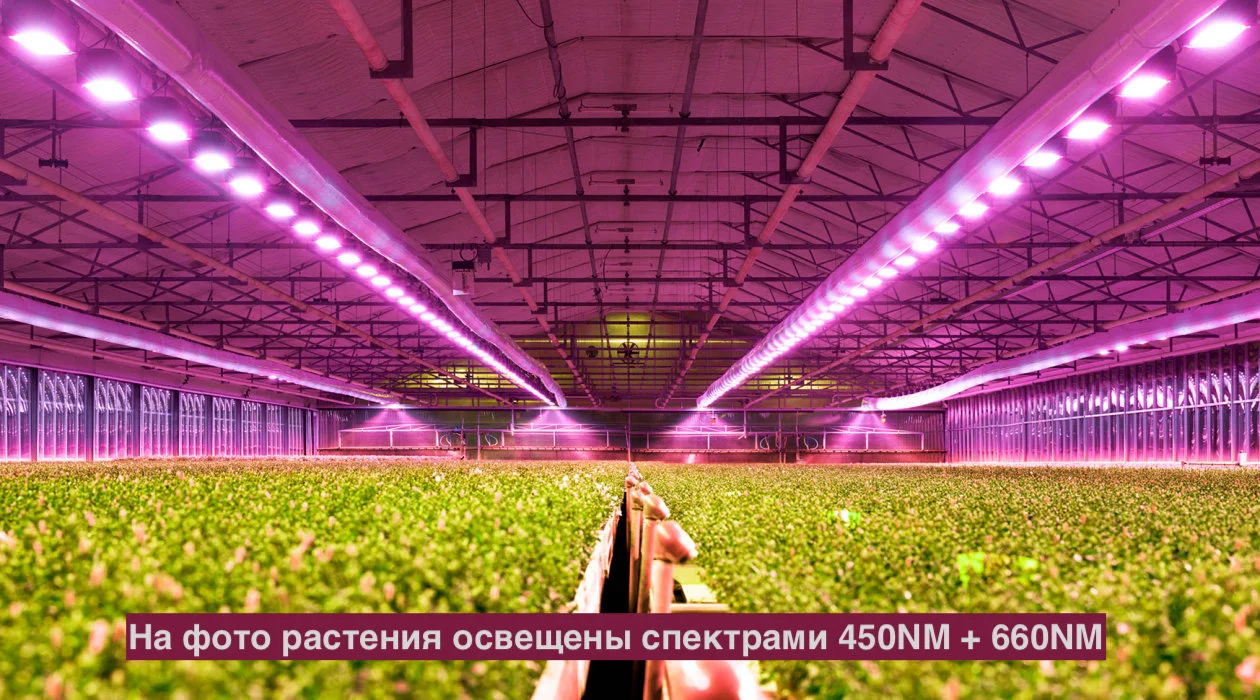 освещение растений диодами со спектрами 660nm и 450nm